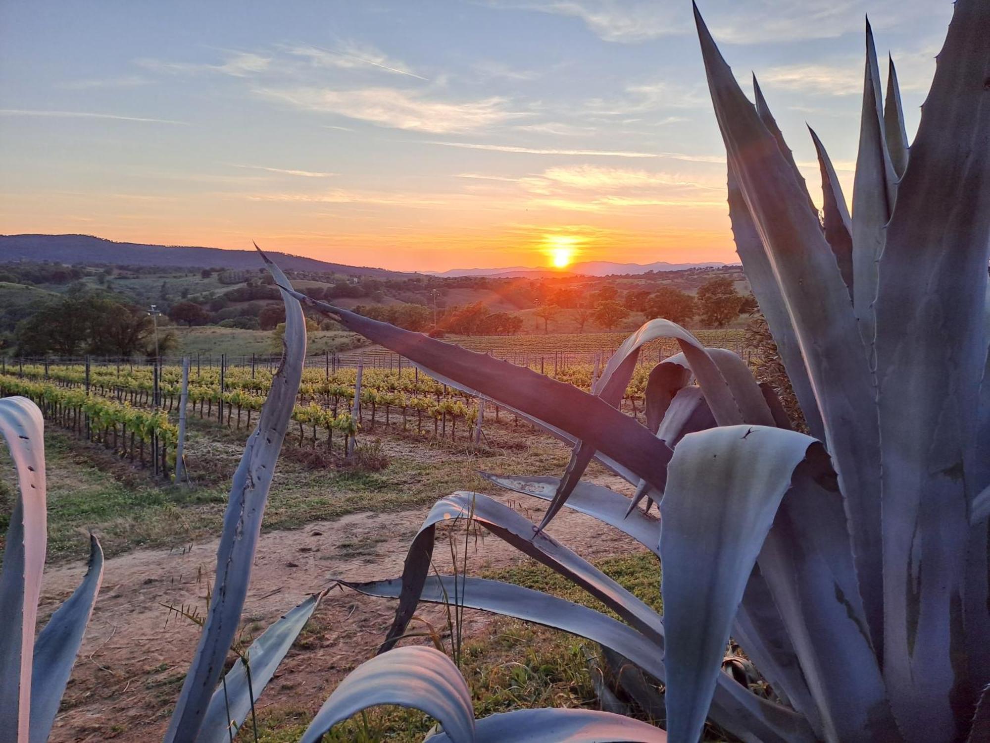 Podere Belvedere Classic Tuscan Magliano in Toscana