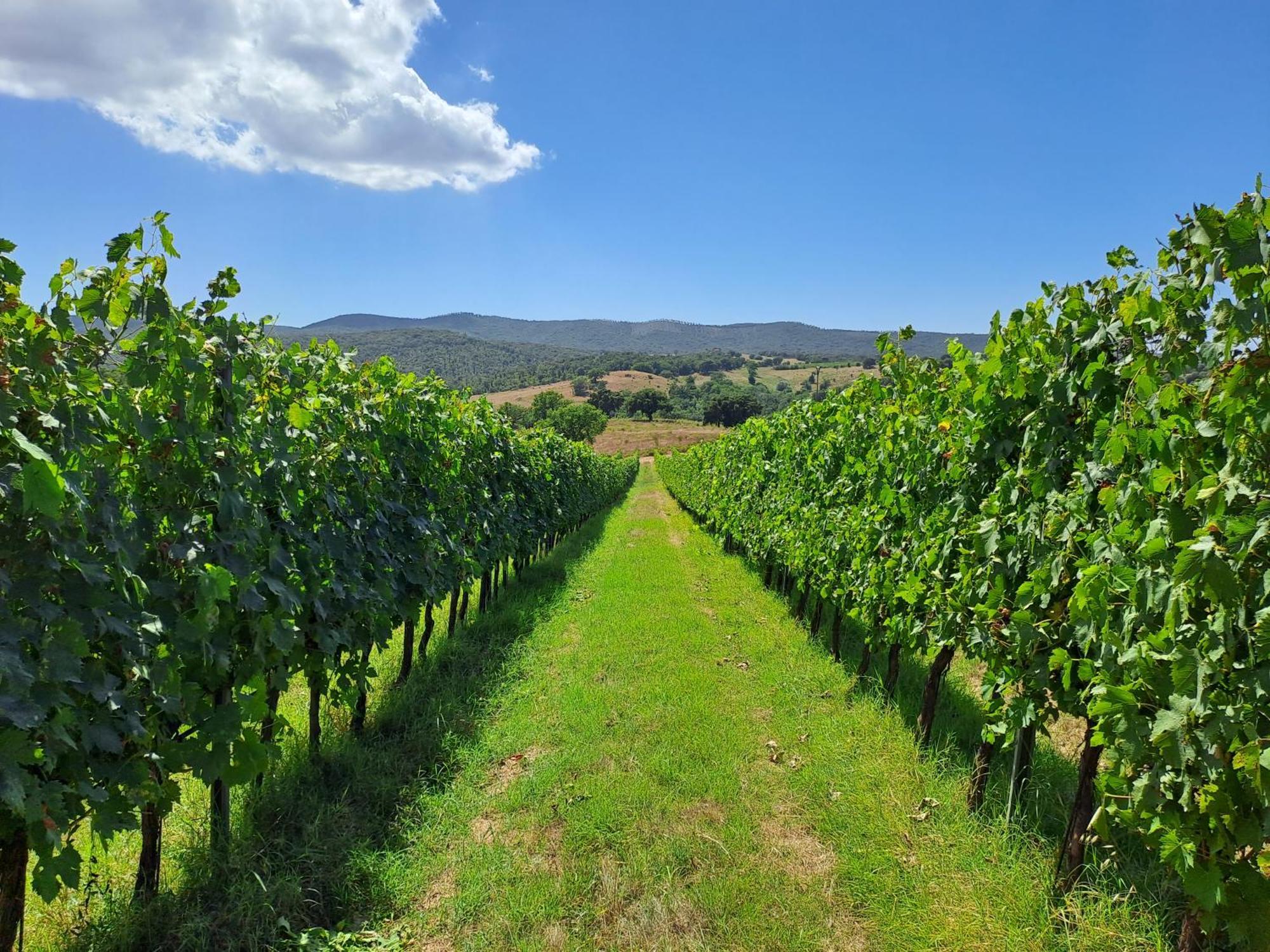 Podere Belvedere Classic Tuscan Villa *